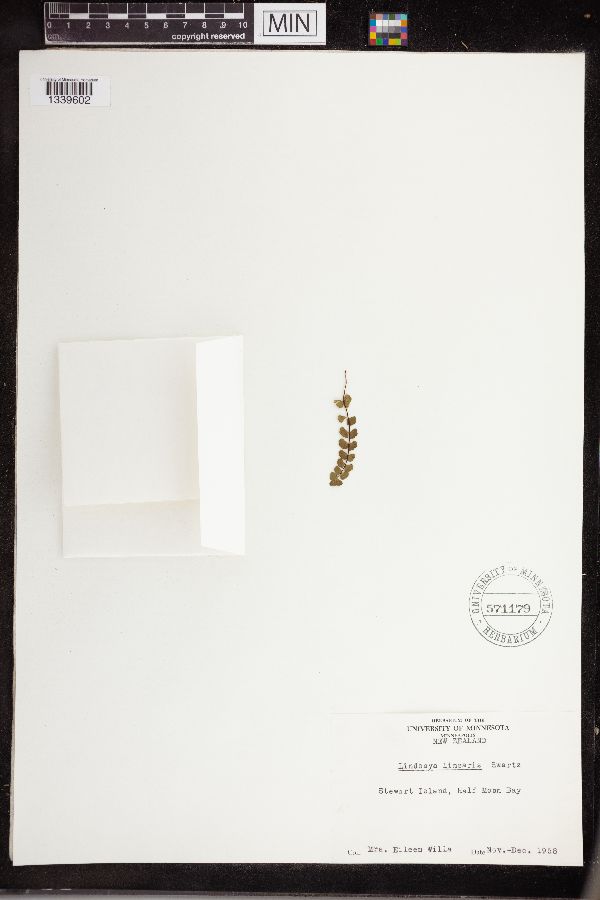 Lindsaea linearis image