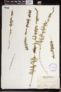 Lindsaea merrillii image