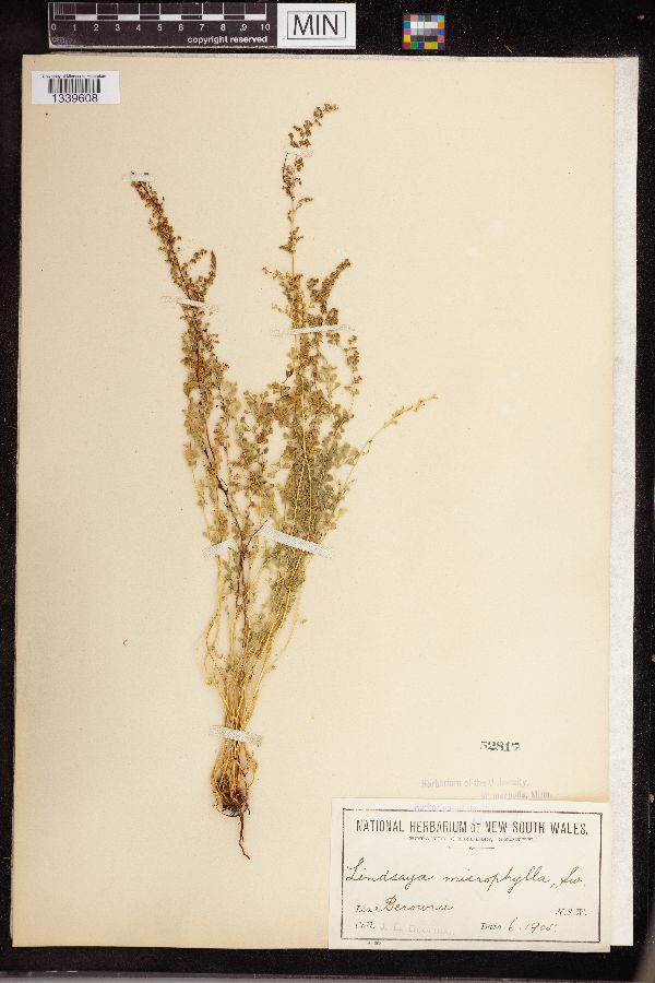 Lindsaea microphylla image