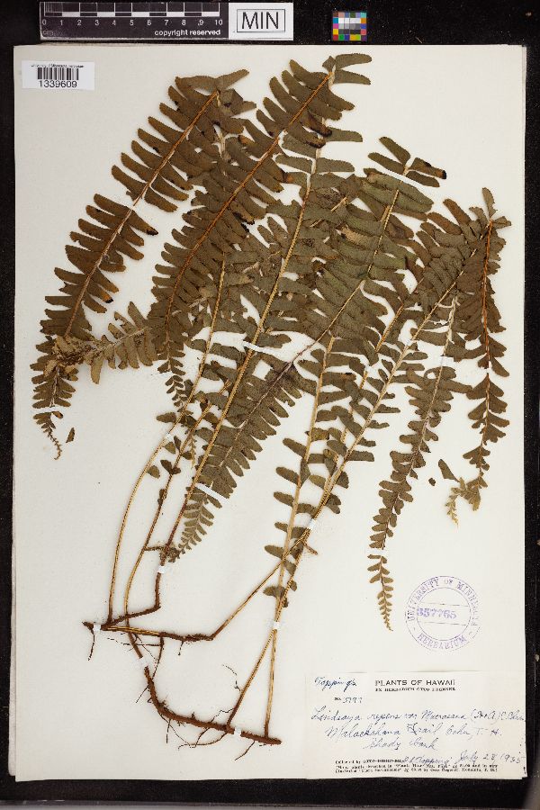 Lindsaea repens image
