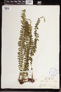 Lindsaea repens image