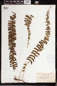 Lindsaea repens image