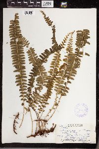 Lindsaea repens image