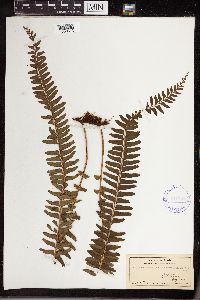 Lindsaea repens image