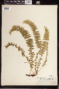 Lindsaea repens image