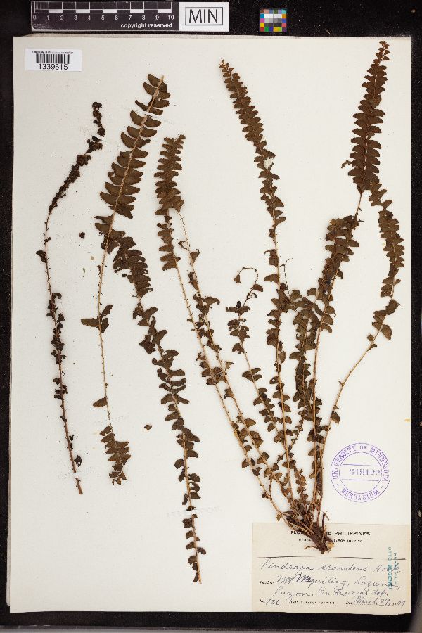 Lindsaea scandens image