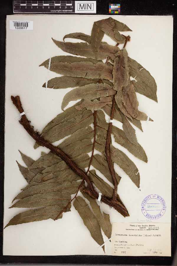 Lomagramma sorbifolia image