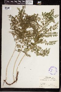 Thumbnail image of current specimen