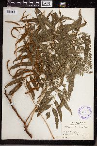 Thumbnail image of current specimen