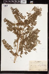 Thumbnail image of current specimen