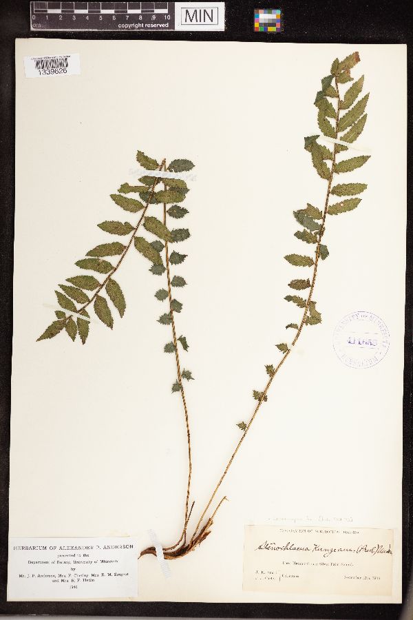 Lomariopsidaceae image