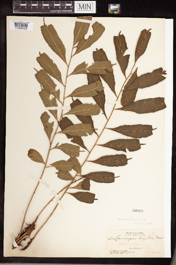 Lomariopsis wrightii image