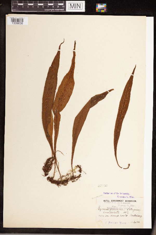 Loxogramme lanceolata image