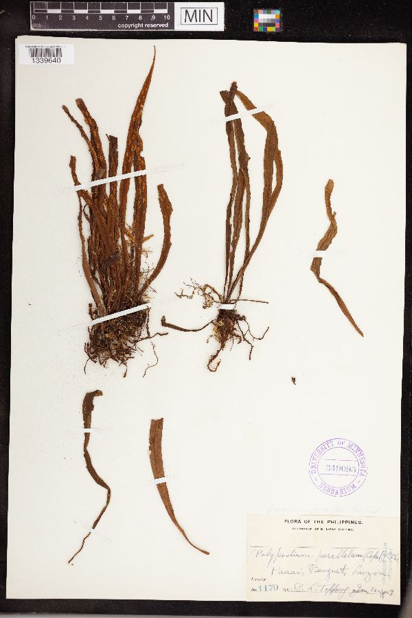 Loxogramme parallela image