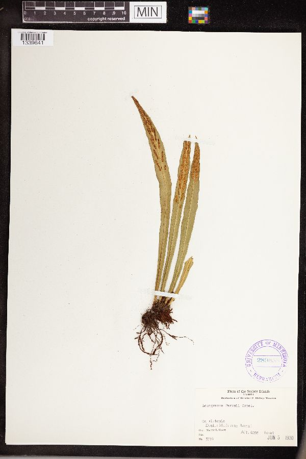 Loxogramme parksii image