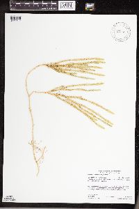 Thumbnail image of current specimen