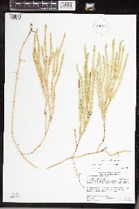 Thumbnail image of current specimen