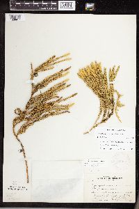 Thumbnail image of current specimen