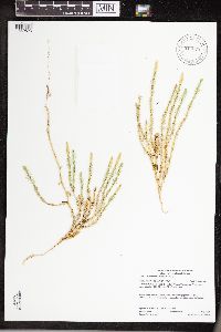 Thumbnail image of current specimen