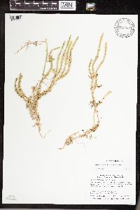 Thumbnail image of current specimen