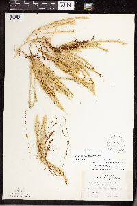 Thumbnail image of current specimen