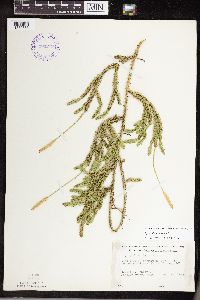 Thumbnail image of current specimen