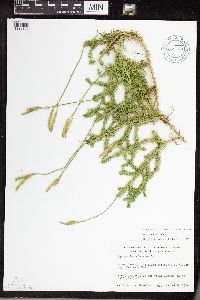 Thumbnail image of current specimen