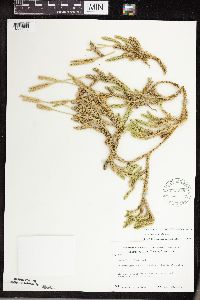 thumbnail image of current specimen