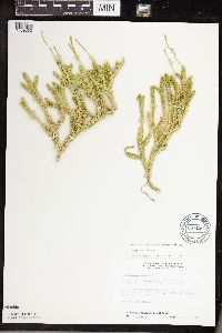thumbnail image of current specimen