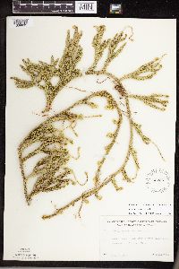 thumbnail image of current specimen