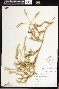 thumbnail image of current specimen