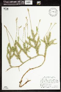 thumbnail image of current specimen
