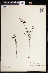Agalinis purpurea var. parviflora image