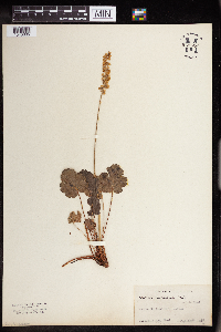 Heuchera parvifolia image