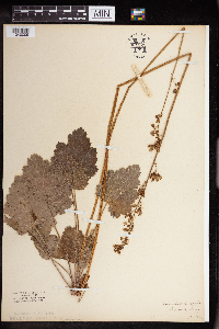 Heuchera richardsonii image