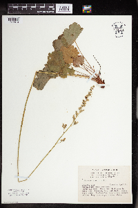 Heuchera parvifolia image