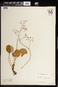 Image of Heuchera bracteata