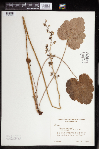 Heuchera americana image