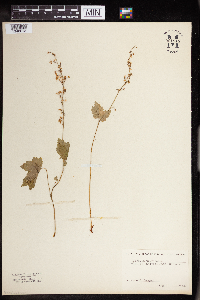 Tiarella trifoliata var. unifoliata image