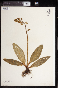 Micranthes pensylvanica image