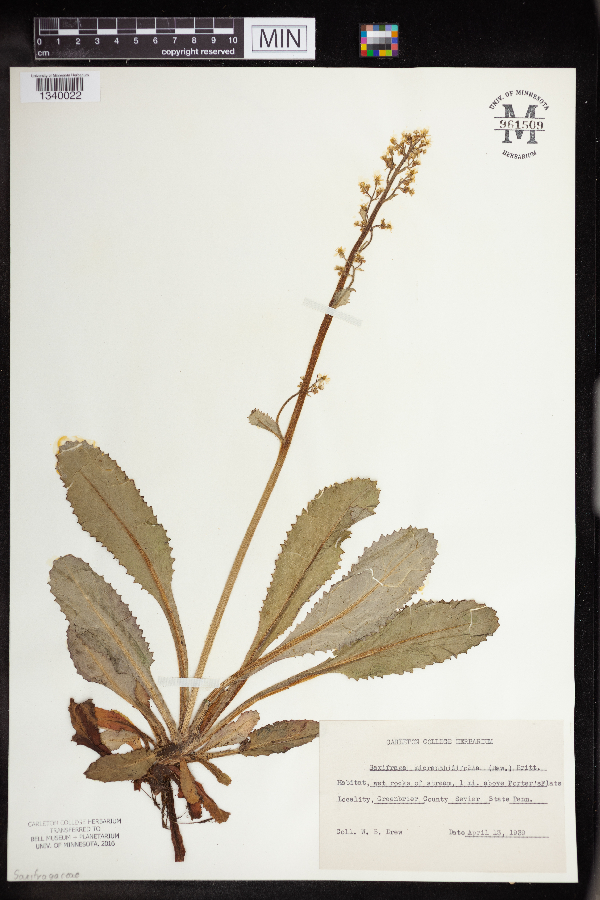 Micranthes micranthidifolia image