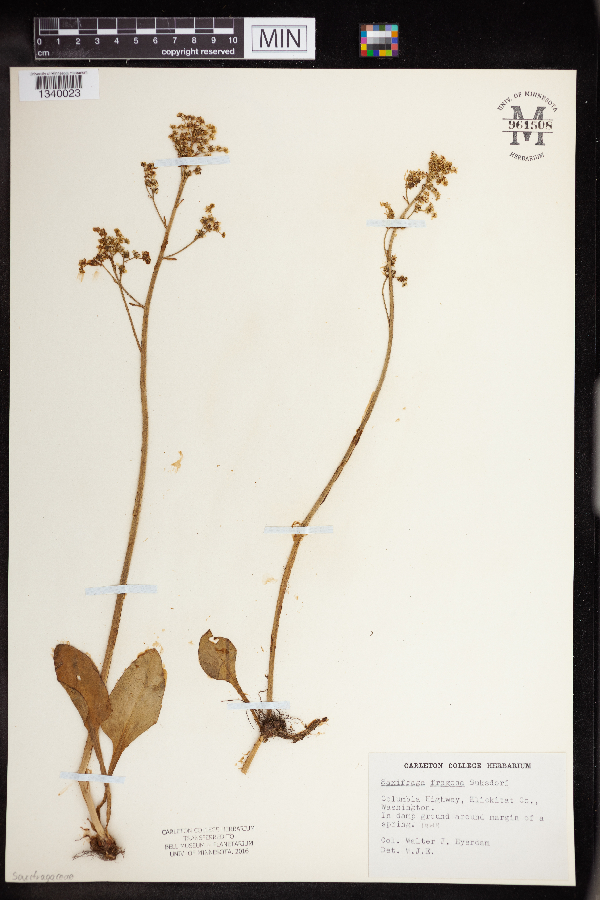 Micranthes fragosa image