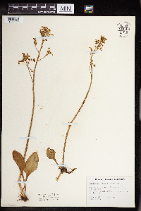 Media resource of Micranthes fragosa