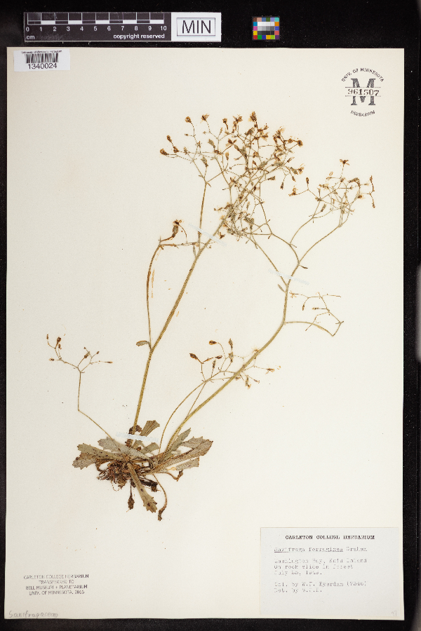 Micranthes ferruginea image