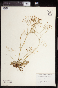 Media resource of Micranthes ferruginea