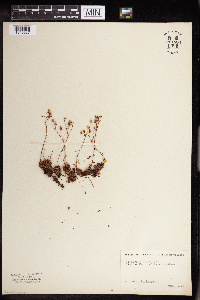 Saxifraga bronchialis image