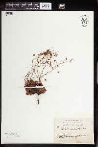 Saxifraga bronchialis image