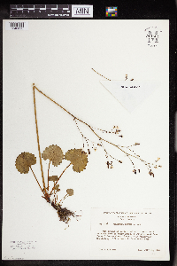 Media resource of Micranthes odontoloma