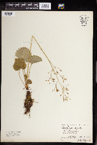 Micranthes odontoloma image