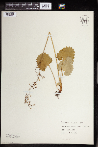 Micranthes odontoloma image